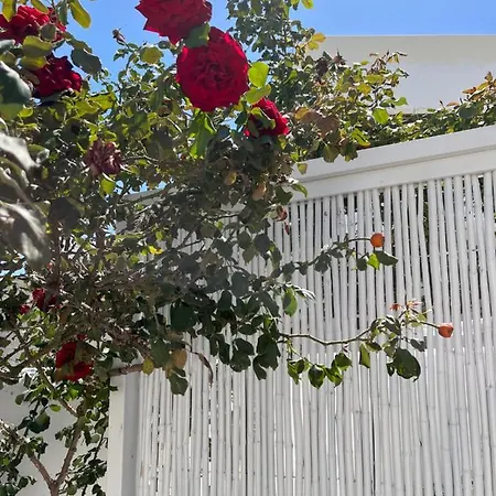 Aleria Naxos City